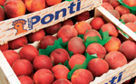 Frutas Ponti